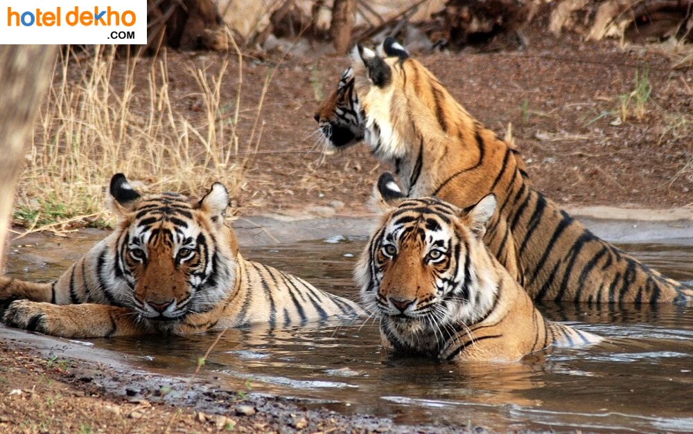 Ranthambore National Park- Abode of the Royal Bengal Tiger