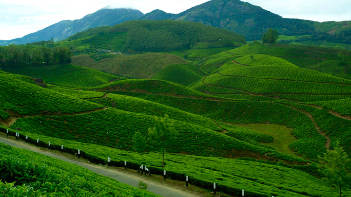 Devikulam, Kerala 