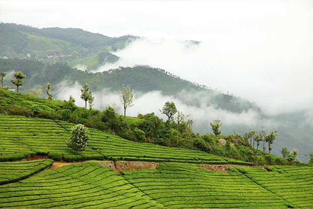 Coonoor, Tamil Nadu