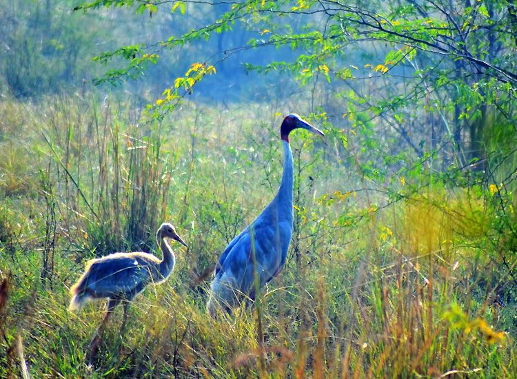 Dr. Salim Ali Bird Sanctuary