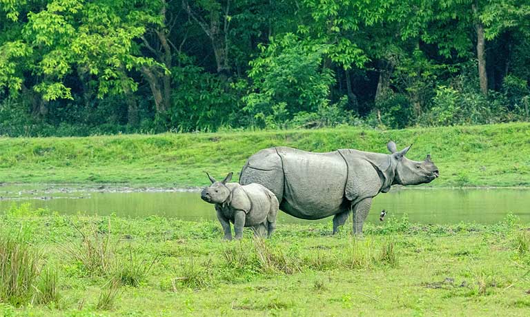 Kaziranga