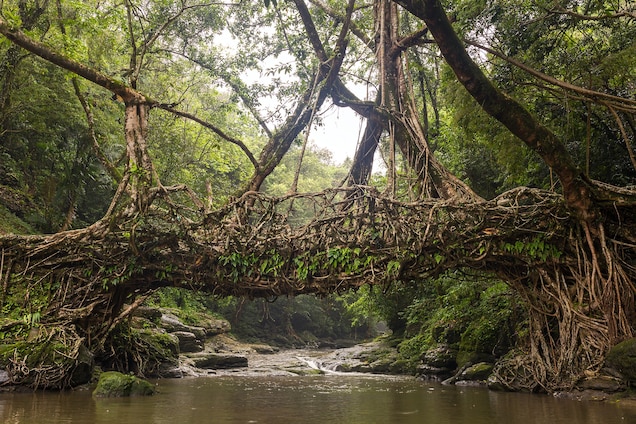 Living Root Bridges, Meghalaya