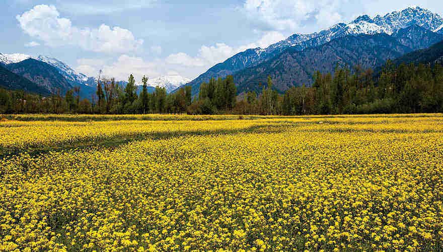 Gulmarg, Jammu & Kashmir- Meadow of Flowers