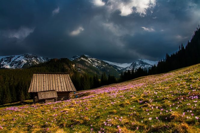 Valley of Flowers