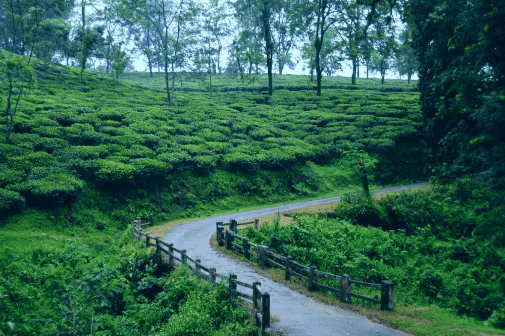 Cooch Behar Tea Estate, West Bengal