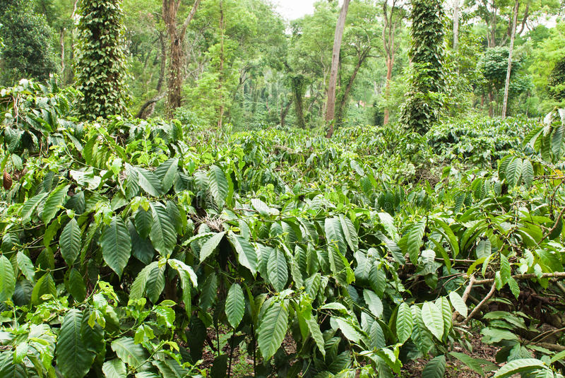 Coorg- Coffee Hub of India