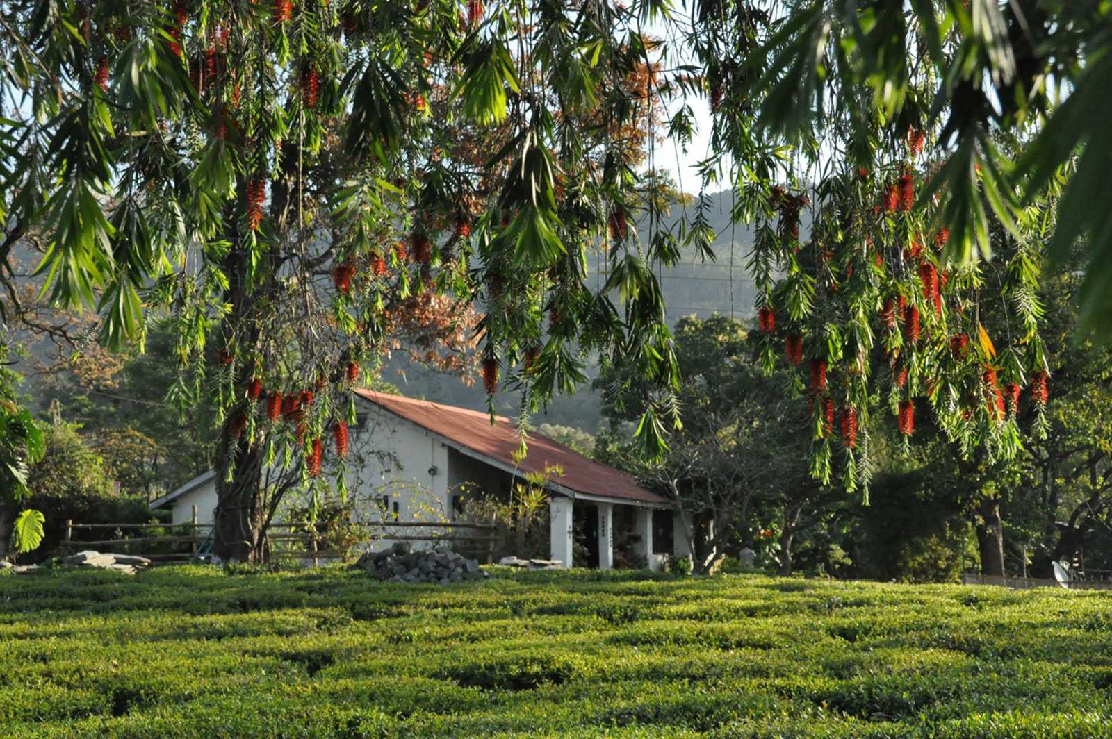 Darang Tea Estate, Himachal Pradesh