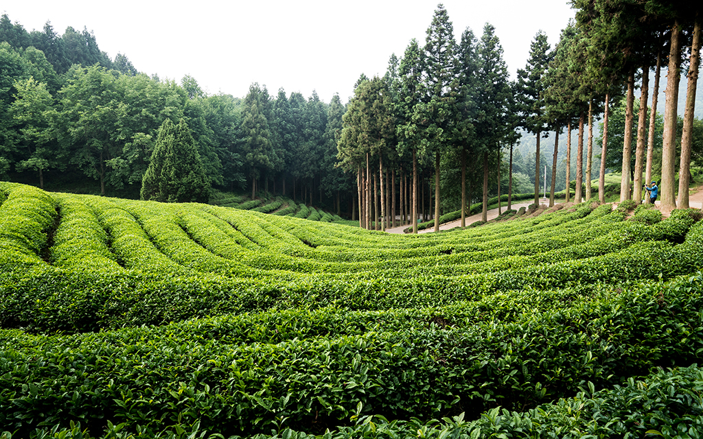 Gatoonga Tea Estate, Assam