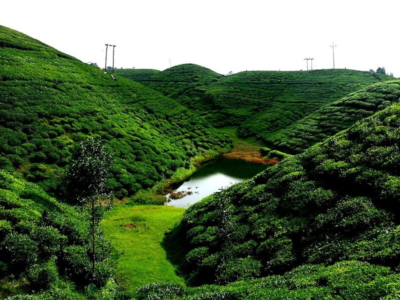 Happy Valley Tea Estate, Darjeeling