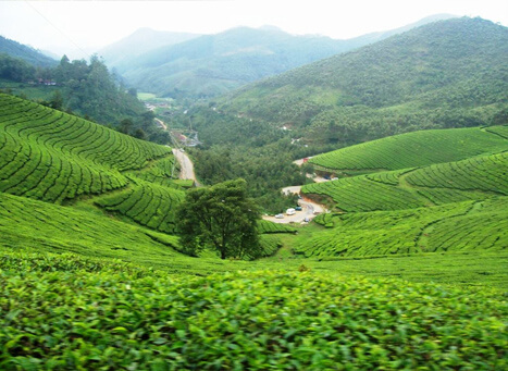 Kanan Devan Hills Plantation, Munnar