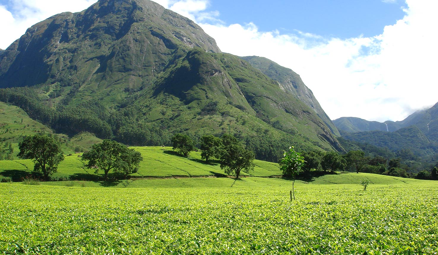 Nilgiri Tea Plantations, Tamil Nadu