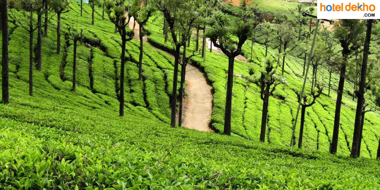 Ooty- Coffee and Tea Plantations