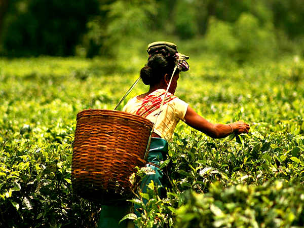 Tea Estates in Indias