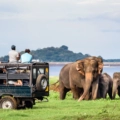 Udawalawe National Park Safari | Wildlife Adventure in Sri Lanka 2025