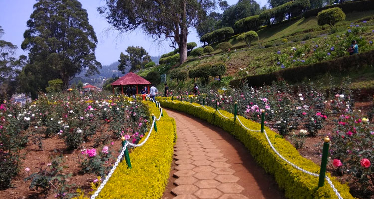 rose garden ooty best time to visit