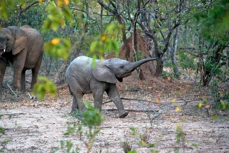 Pushpagiri Wildlife Sanctuary