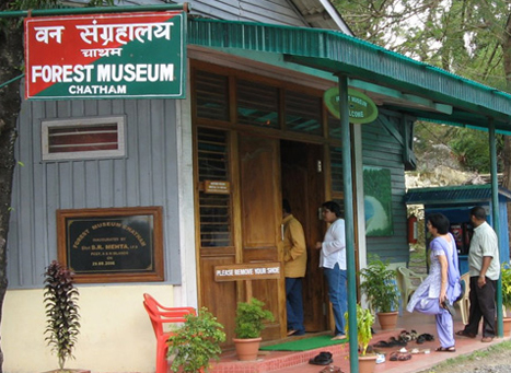 Forest Museum